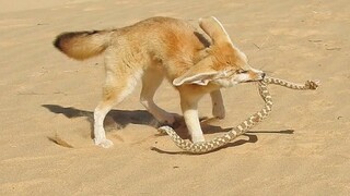 Fox vs Viper Snake _ Incredible Fox and Jackal Attack Moments _ Jackal vs Lion,