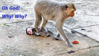 My Heart Nearly Shock Soon! Mother Malika Monkey Is Really Stupid Monkey To Step On Baby