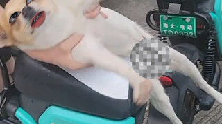 Dog: Use me to face forward, not backward, keep to the north