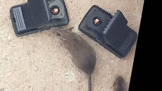 This is how mice should be beaten!