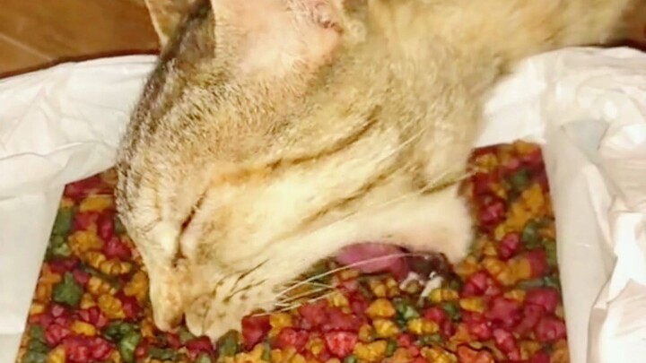 Cukup berbahaya, tinggal selang satu detik lagi sudah kelaparan!