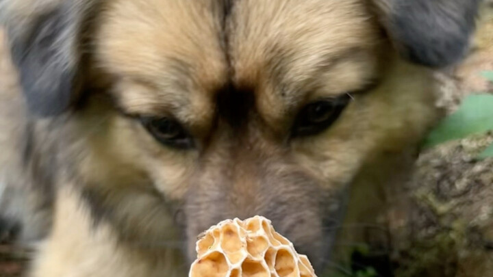 [Mushroom Dog’s Silly Moments] The latest video is here—come check it out!