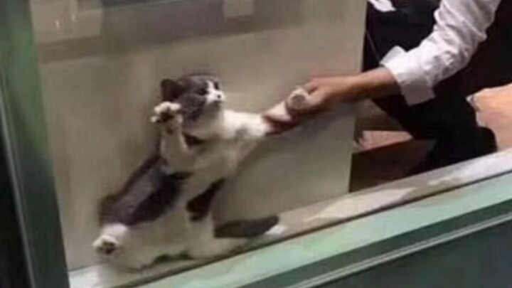 ออกมาเดี๋ยวนี้! แมว: ไม่ออกไป ไม่ออกไป!