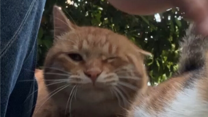 Telinga sudah digaruk kok.