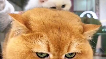 Para kucing kecil sedang bermain tumpuk-tumpukan!