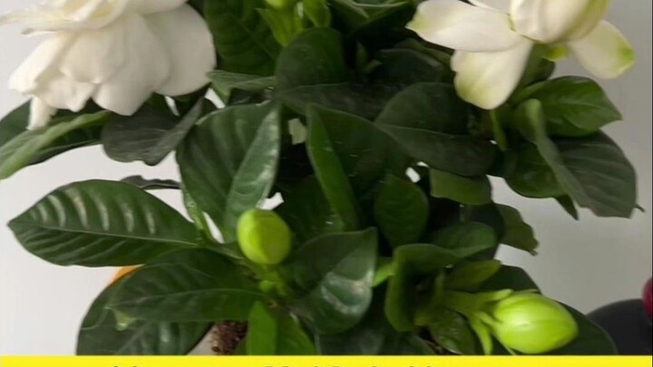 Ngay cả cây cối cũng không thoát khỏi nền giáo dục kiểu Trung Quốc