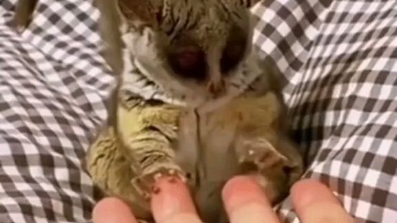 cute pets