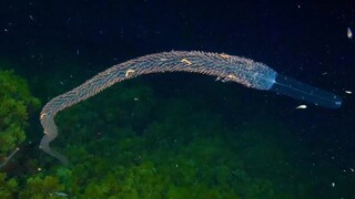 Rồng biển trong suốt đáng sợ giữa đại dương đêm, quần thể sinh vật siêu cấp "sứa chuông nghiêng"