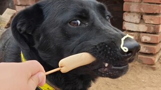 [Black Hair Who Loves to Eat] The latest video is online, please follow!