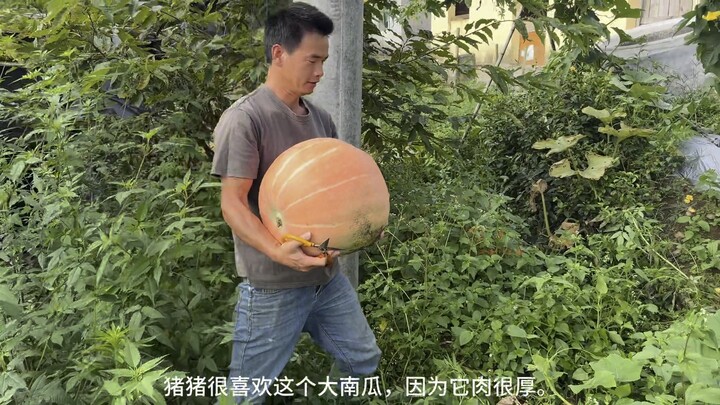 Sekarang lagi panen sayur atau lagi ngasih makan ayam, bebek, dan babi nih!