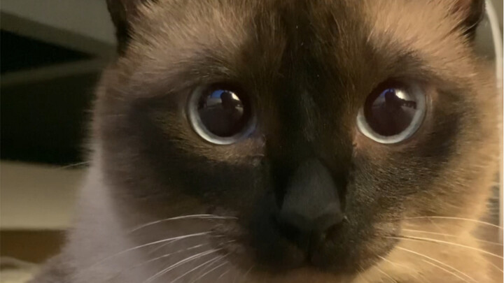 พบเหตุผลในการเลี้ยงแมวสยามแล้ว