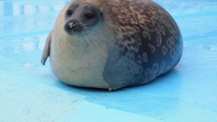 Seal Paradise: Seals Enjoying a Cozy Day in the Rain