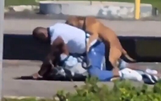 Anjing ini tidak serius, apakah dia mencoba menghentikan perkelahian?
