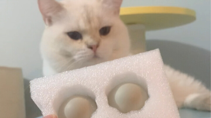 Are Call Duck Eggs Easy to Hatch?