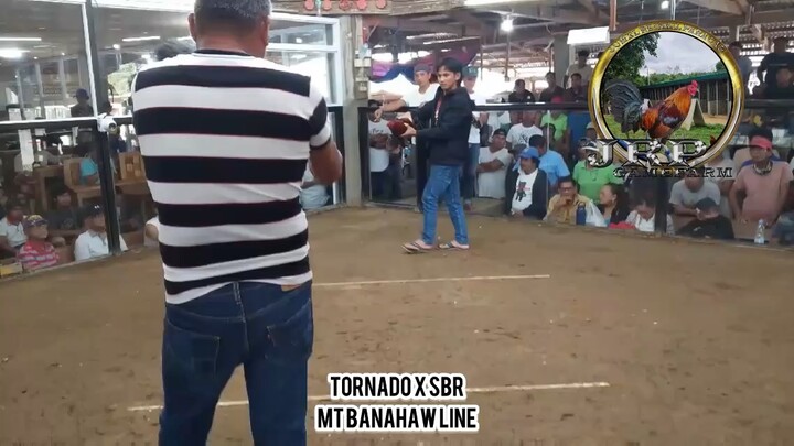 2 hits Derby Champion! Tornadoxsbr (mt banahaw line) and JRP dome ( AEJ GB x JM fantastic)