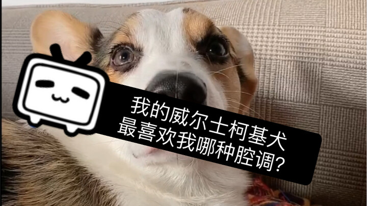 جربتُ لهجة كلب الويلزية الكورجي المفضلة! والمثير للدهشة أنه يتشارك نفس لهجة صديقي الصغير! ما أجمله!