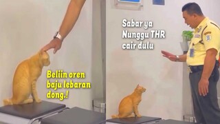 Kucing Oren Ini Sedih Ga Dibeliin Baju Lebaran Baru ~ Kucing Oren Lucu Bikin Ngakak