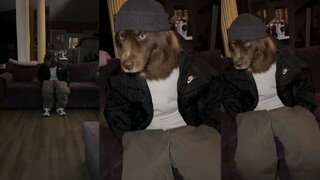 狗狗：你看我几分像人~