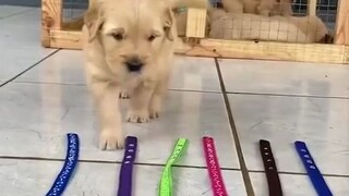 Seekor anjing milik seorang netizen melahirkan anak-anak anjing. Anak-anak anjing yang baru berusia 