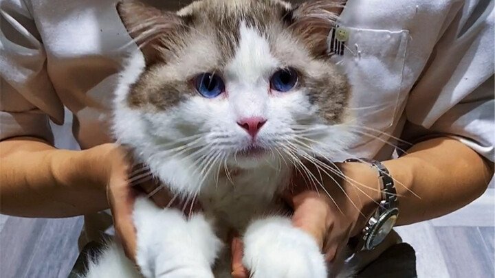 Over 60 Ragdolls—though to me, each cat looks quite distinct, and their personalities vary too.