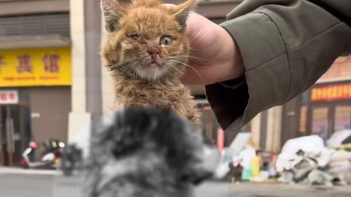Can a cat with three legs still survive?
