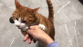 Benar-benar membuat kucing menjadi top