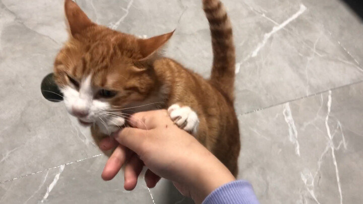 Really makes the cat get on top