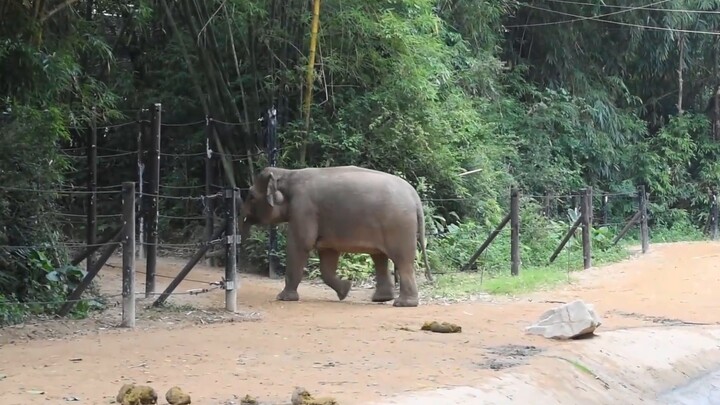 Binatang|Pikiran Lena si Gajah