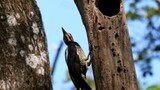 Woodpecker, burung dengan patukan tercepat yang mendekati kepunahan