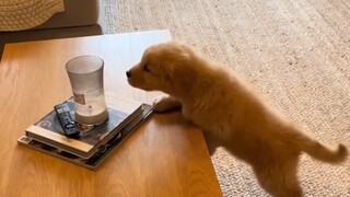 Tiga tahap membesarkan anjing golden retriever