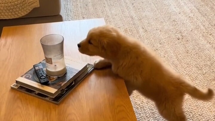Three stages of raising golden retrievers