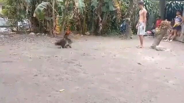 panalo ulit manok ni Brod....