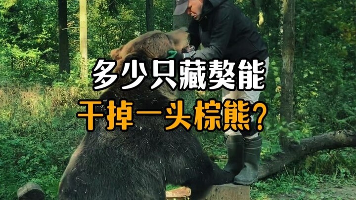 How many Tibetan mastiffs would it take to take down a brown bear?