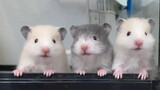 Healing Daily of Syrian Hamsters