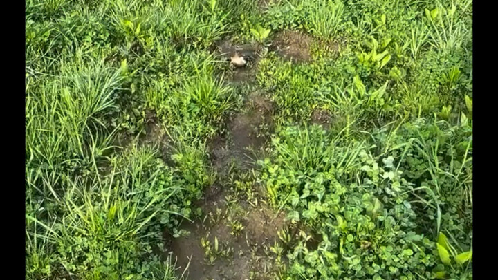 The mother bird pretends to be injured to lure the approaching predator away from the nest.
