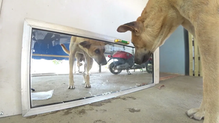 Mirror Prank For Dog Hilarious Reactionเมื่อเอากระจกมาแกลงหมา จะเกิดอะไรขึ้น55555 งานนี้มีฮา!!