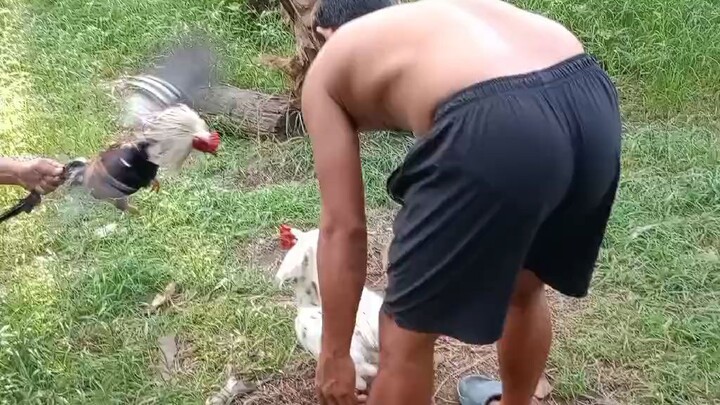 local banded .1st spar...black bogan