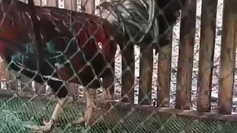 pulang linaw ko NGA pala 🐓🐓🫶