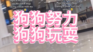 警察小狗也是小狗狗