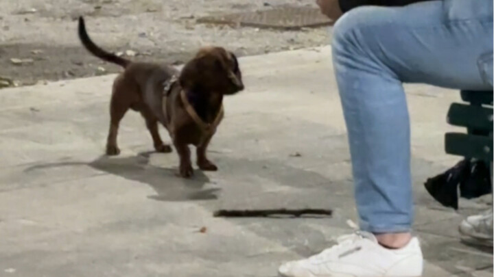 Bạn cứ việc nghịch điện thoại đi, để tôi chơi với chú cún cô đơn của bạn!!!
