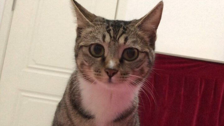 Spoiled calico cat begs its owner over and over before finally letting them tuck it into bed for a n