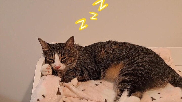 最近没更视频因为福福在犯懒，这是他今天说的唯一一句话