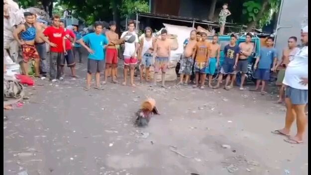 H.O.G. Grey Tupada laruan lang