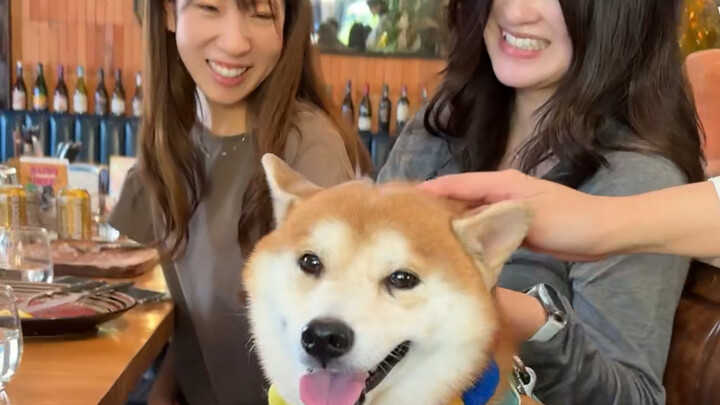 When the Japanese girl at the next table saw my Shiba Inu