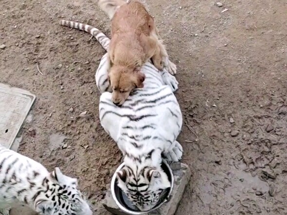 Vua chó trong sở thú: Chú chó Golden Retriever mạnh nhất máy chủ Trung Quốc