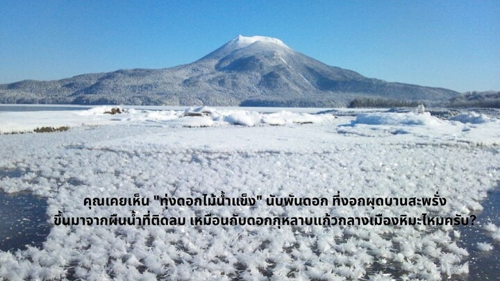 ดอกกุหลาบสีขาวนับพันนับหมื่นผลิบานขึ้นมาจากอากาศบนพื้นน้ำแข็งอย่างน่าอัศจรรย์? ปรากฏการณ์ที่เกิดขึ้น