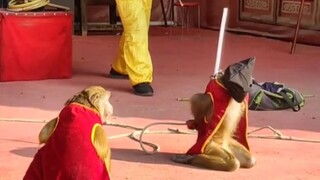 Pertunjukan monyet, mengeksekusi monyet dengan tembakan.