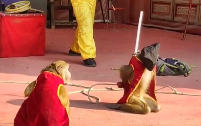 Monkey show performance, execution of a monkey.