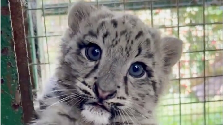 เสือดาวน่ารักอ๊าๆๆ