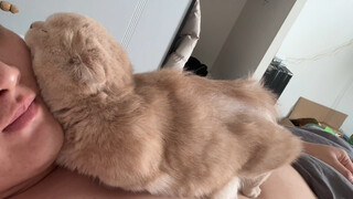 แมวที่ไม่มีความสามารถในการพึ่งพาตัวเอง